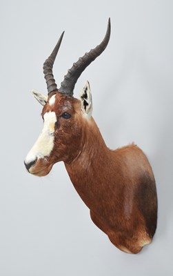 Lot 283 - Taxidermy: Blesbok (Damaliscus pygargus...