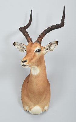 Lot 284 - Taxidermy: Common Impala (Aepyceros Melampus)...