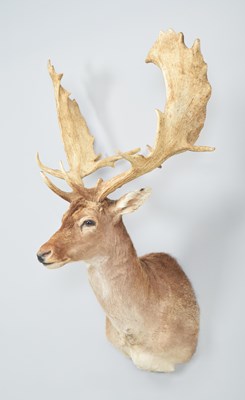 Lot Taxidermy: European Fallow Deer (Dama dama),...