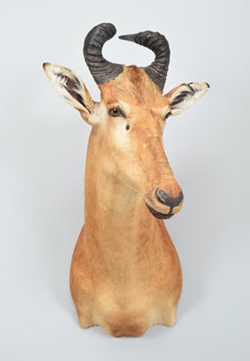 Lot 285 - Taxidermy: Lichtenstein's Hartebeest...