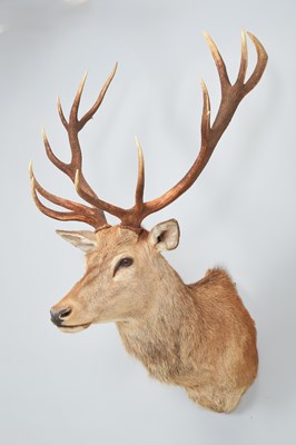 Lot 286 - Taxidermy: A Royal Scottish Red Deer (Cervus...
