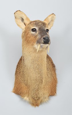Lot 289 - Taxidermy: Chinese Water Deer (Hydropotes...