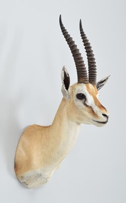Lot 287 - Taxidermy: Thomson's Gazelle (Eudorcas...