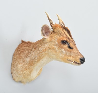Lot 288 - Taxidermy: Reeves's Muntjac Deer (Muntiacini),...