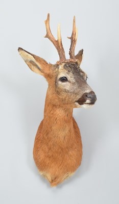 Lot 1154 - Taxidermy: European Roe Deer (Capreolus...