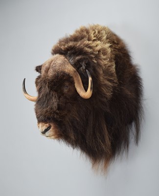 Lot 290 - Taxidermy: North American Musk Ox (Ovibos...