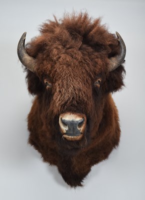 Lot 291 - Taxidermy: North American Bison (Bison bison),...