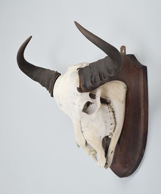 Lot 292 - Skulls/Horns: Central African Savannah Buffalo...