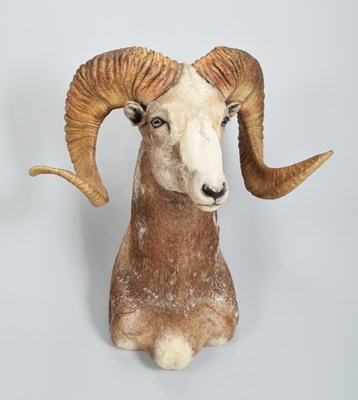 Lot 229 - Taxidermy: Altai Argali (Ovis ammon), late...