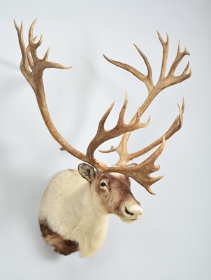 Lot 293 - Taxidermy: Alaskan Caribou or Reindeer...