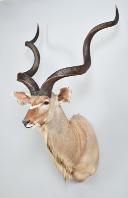Lot 294 - Taxidermy: Cape Greater Kudu (Strepsiceros...