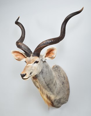 Lot Taxidermy: Cape Greater Kudu (Strepsiceros...