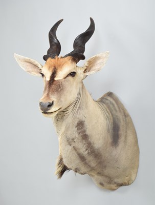 Lot 295 - Taxidermy: Cape or Common Eland (Taurotragus...