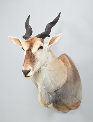 Lot Taxidermy: Cape or Common Eland (Taurotragus...
