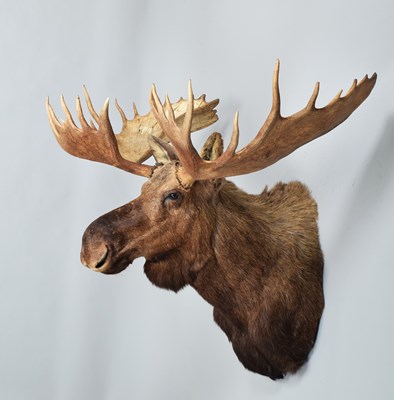 Lot 296 - Taxidermy: Alaskan Moose (Alces alces), dated...