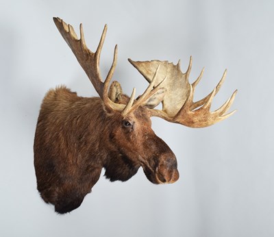 Lot Taxidermy: Alaskan Moose (Alces alces), dated...