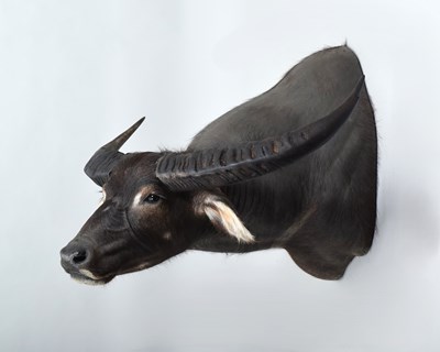 Lot 297 - Taxidermy: Asian or Australian Feral Water...