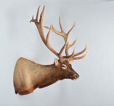 Lot 298 - Taxidermy: North American Wapiti or Elk...