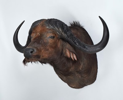 Lot 299 - Taxidermy: Cape Buffalo (Syncerus caffer),...