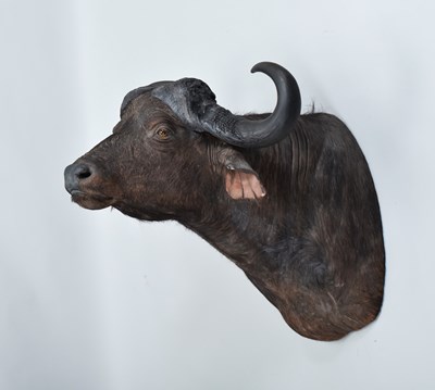 Lot Taxidermy: Cape Buffalo (Syncerus caffer),...