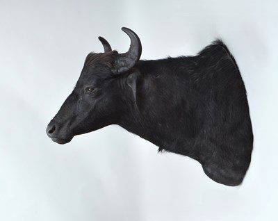 Lot 300 - Taxidermy: Domestic River Buffalo (Bubalus...