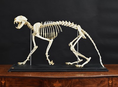 Lot 204 - Skeletons/Anatomy: A Very Rare Amur Leopard...