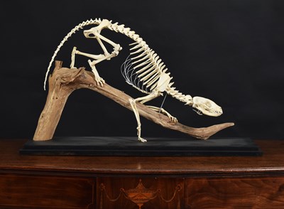Lot 191 - Skeletons/Anatomy: A Juvenile Civet Skeleton...