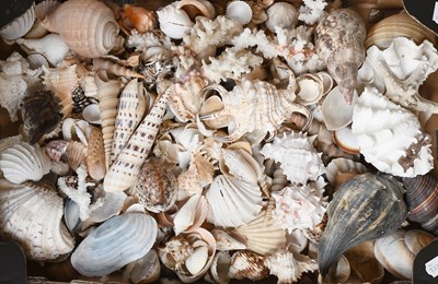 Lot 1296 - Conchology: A Collection of World Seashells in...