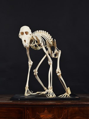 Lot 207 - Skeletons/Anatomy: Mandrill Skeleton...