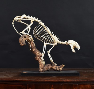 Lot 201 - Skeletons/Anatomy: Yellow-throated Marten...