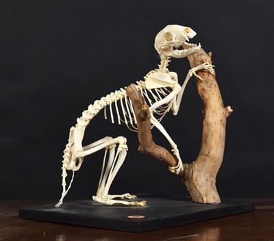 Lot 194 - Skeletons/Anatomy: Common Racoon Skeleton...