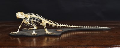 Lot 1285 - Skeletons/Anatomy: Chinese Water Dragon...