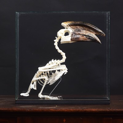 Lot 178 - Skeletons/Anatomy: A Cased Trumpeter Hornbill...