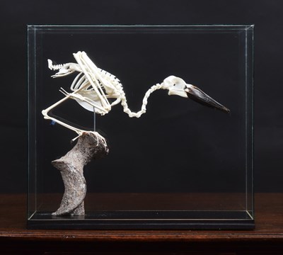 Lot 210 - Skeletons/Anatomy: A Cased Hamercop Skeleton...