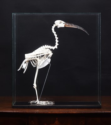 Lot 175 - Skeletons/Anatomy: A Cased African Sacred Ibis...