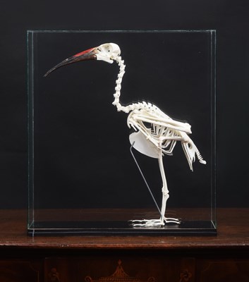 Lot 198 - Skeletons/Anatomy: A Cased Hadada Ibis...