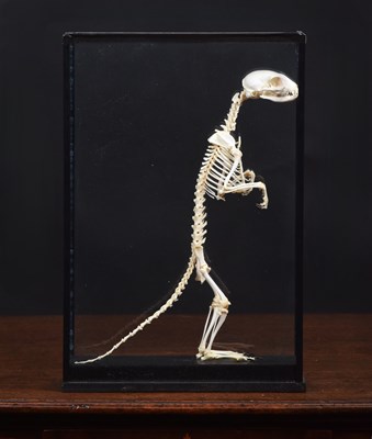 Lot 187 - Skeletons/Anatomy: A Cased Common Mongoose...