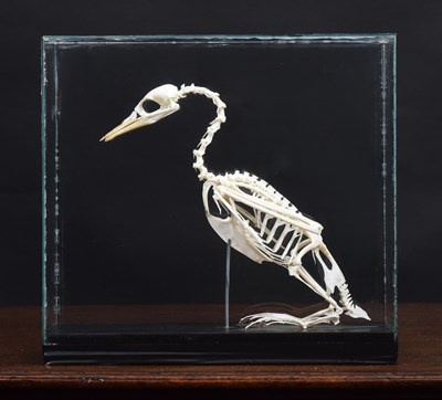 Lot 183 - Skeletons/Anatomy: A Cased Pygmy Cormorant...