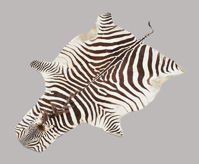 Lot 172 - Skins/Hides: Burchell's or Plain's Zebra Hide...