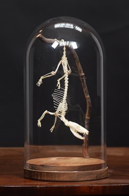 Lot 1284 - Skeletons/Anatomy: A Short-tailed Opossum...