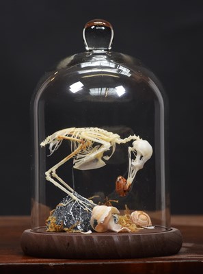 Lot 1267 - Skeletons/Anatomy: A Song Thrush Skeleton...