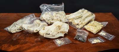 Lot 1283 - Skeletons/Anatomy: A Complete Domesticated...