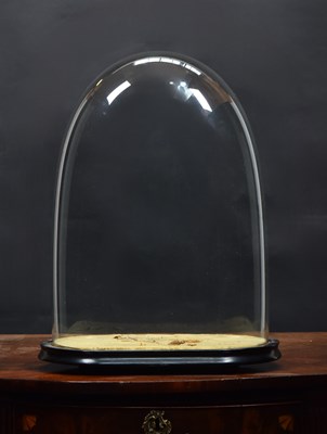 Lot 162 - Glass Dome: A Period Oval Glass Dome, with...