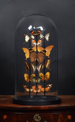Lot 1294 - Entomology: A Colourful Display of Tropical...