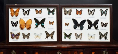 Lot 1268 - Entomology: A Pair of Framed Tropical...