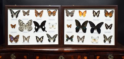 Lot 1338 - Entomology: A Pair of Framed Tropical...