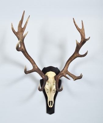 Lot 1282 - Antlers/Horns: A Large Set of Red Deer Antlers...