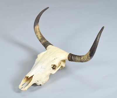 Lot 1269 - Horns/Antlers: A North American Steer Skull...