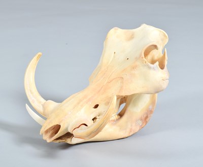 Lot 1258 - Skulls/Anatomy: African Common Warthog Skull...