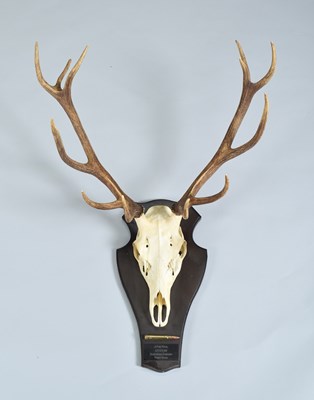 Lot 1270 - Antlers/Horns: A Set of Scottish Royal Red...